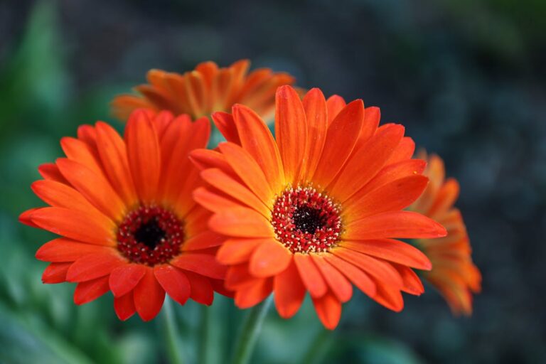 Hochbeet aus Paletten bauen