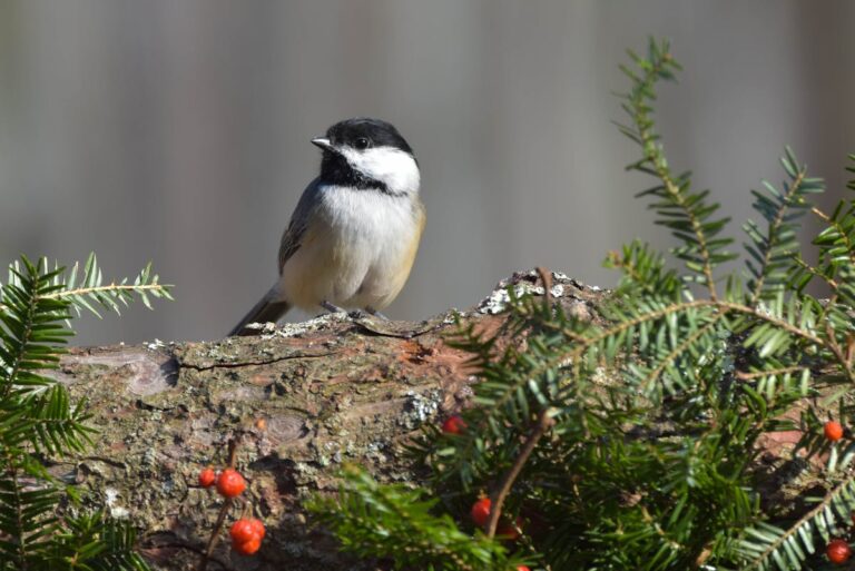 Vogelhäuschen selbst bauen – einfache Anleitungen für Anfänger