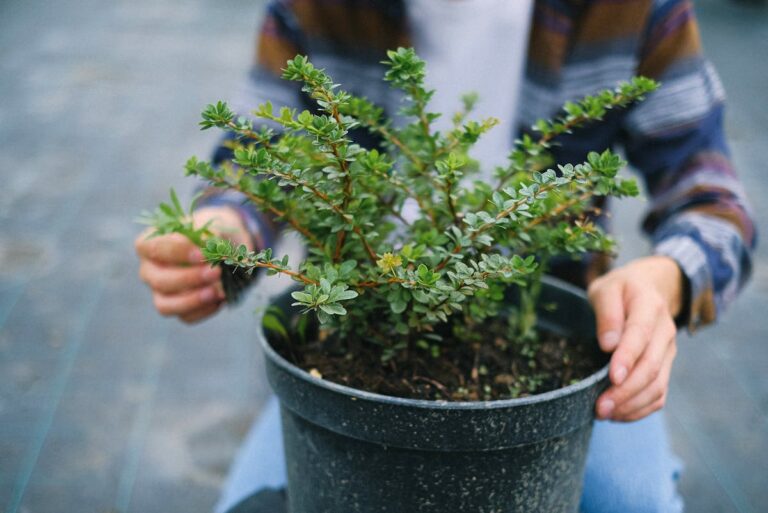 Wintergarten einrichten – Pflanzen und Möbel für ganzjähriges Grün