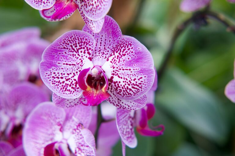 Pflegetipps für Orchideen – Blühfreudigkeit und Gesundheit fördern