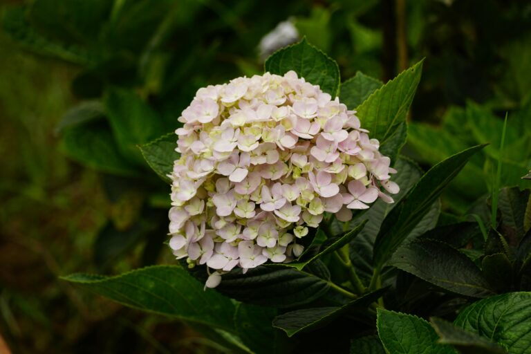 Pflanzen für schattige Gärten – welche Arten gedeihen am besten?