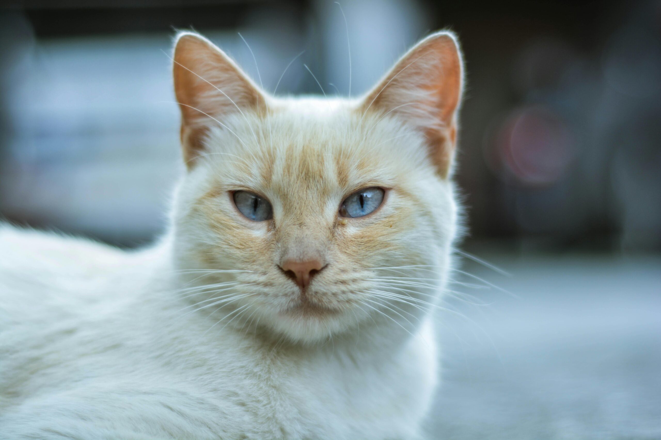 Plötzliche Katzenhaarallergie behandeln