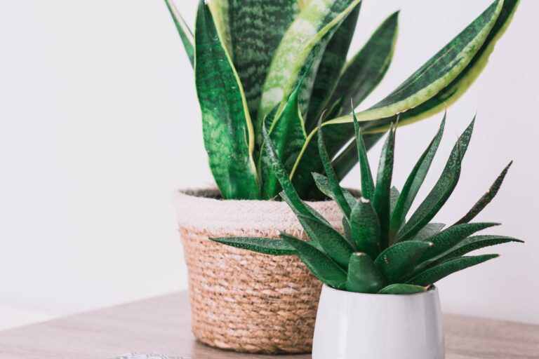 Pflanzen für das Badezimmer – welche Arten eignen sich