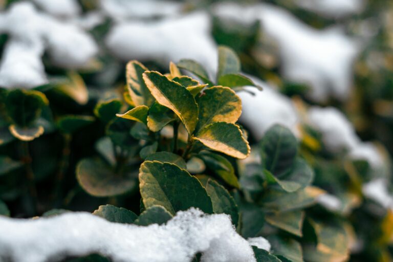 Tipps zur Pflege von Terrassenpflanzen im Winter