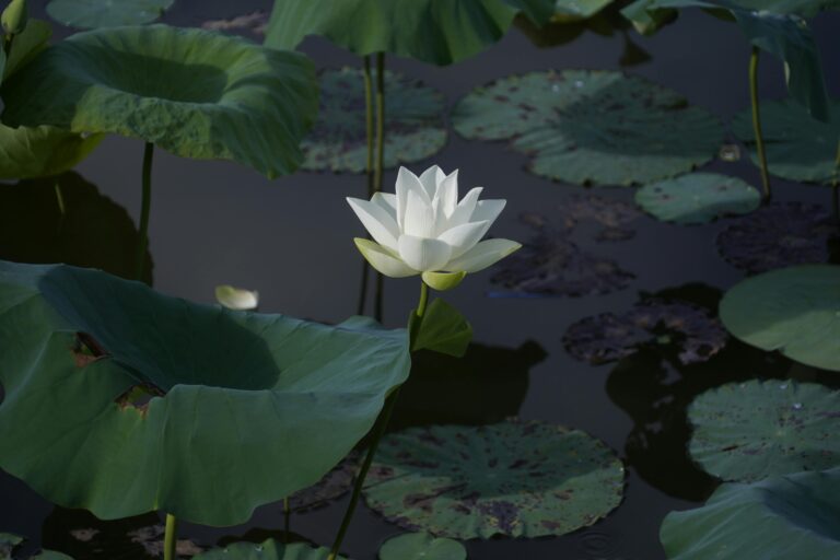 Gartenteich winterfest machen – Schritt-für-Schritt-Anleitung