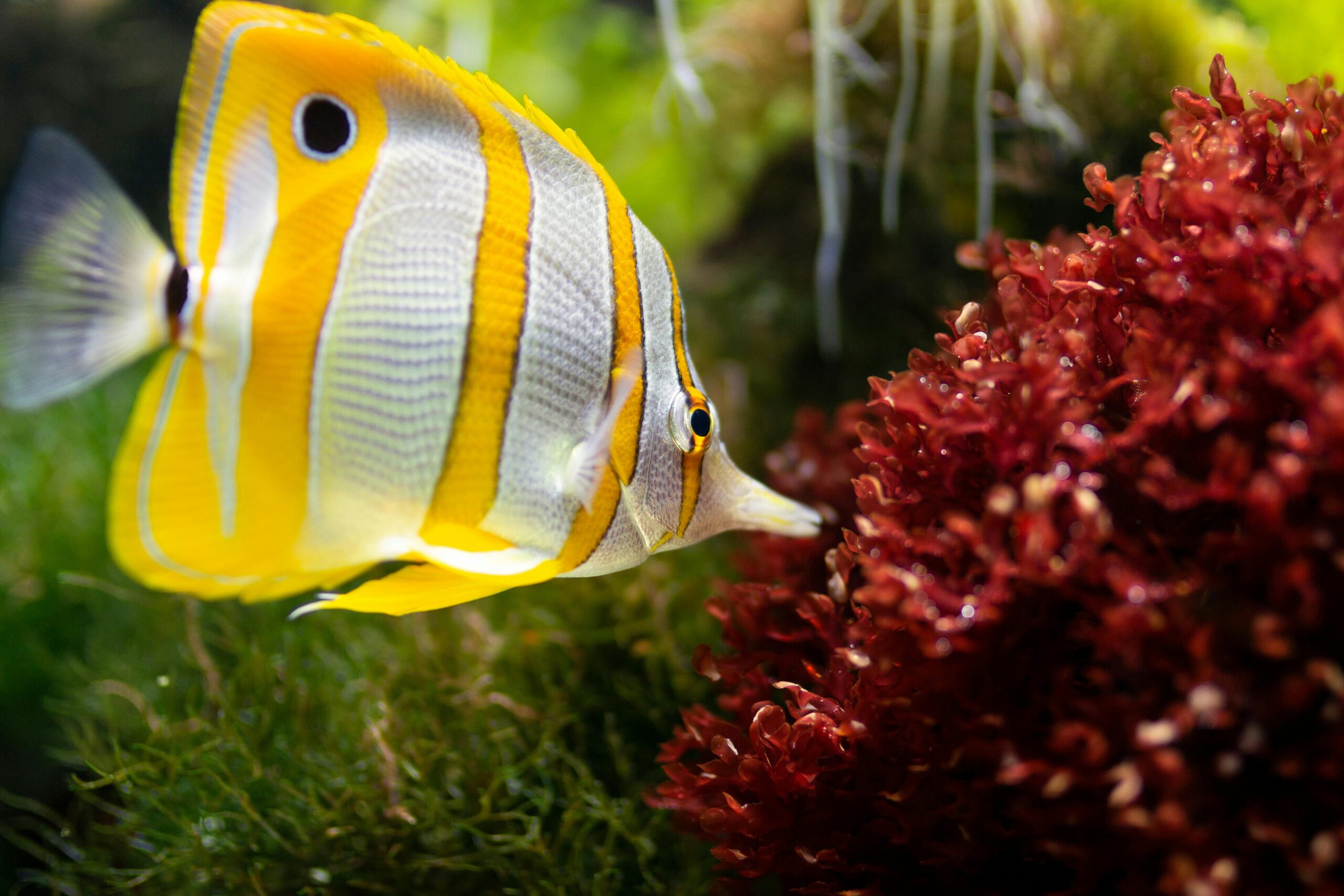 Welche Pflanzen sind für Aquarien am besten geeignet?